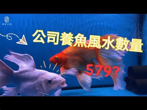 養魚數量